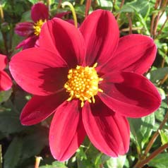 Dahlia Topmix Red